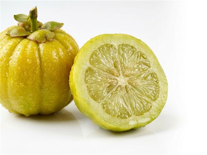 Buah brindle berry Garcinia cambogia yang digunakan dalam stik jeli Hinuki
